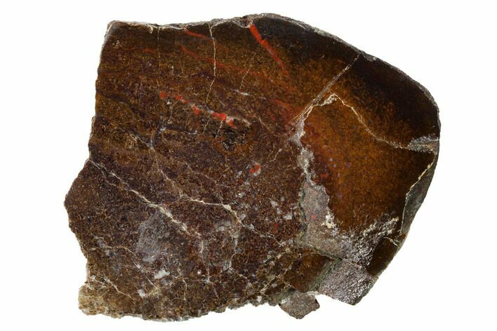 Polished Dinosaur Bone (Gembone) Section - Utah #151473